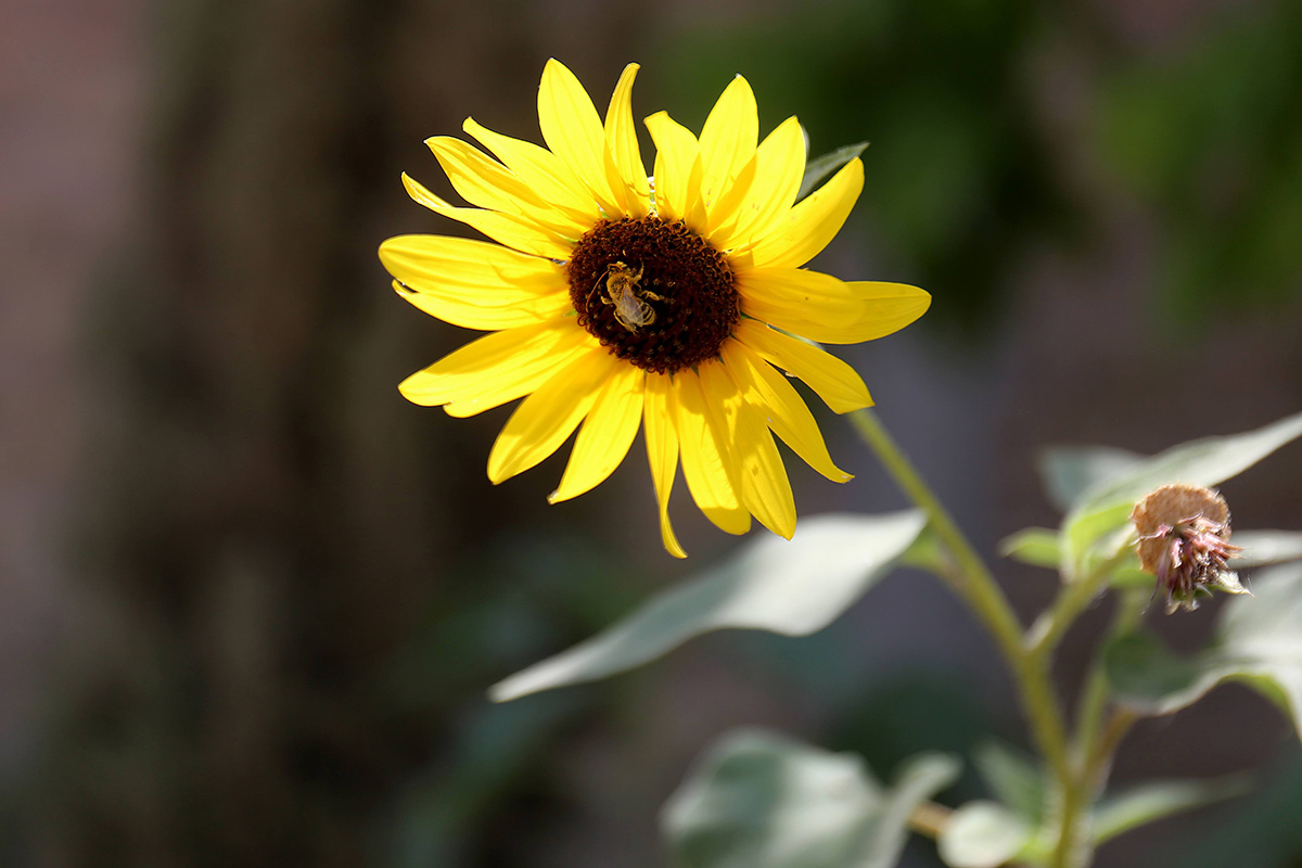 Abejas. (Rolando Riestra)