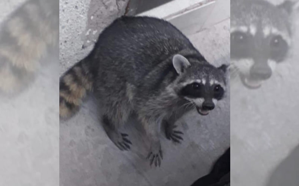 Un mapache llamó la atención en las calles de Gómez Palacio. (Milenio Digital)
