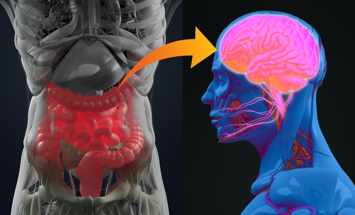 El cerebro y el intestino están conectados | Shutterstock