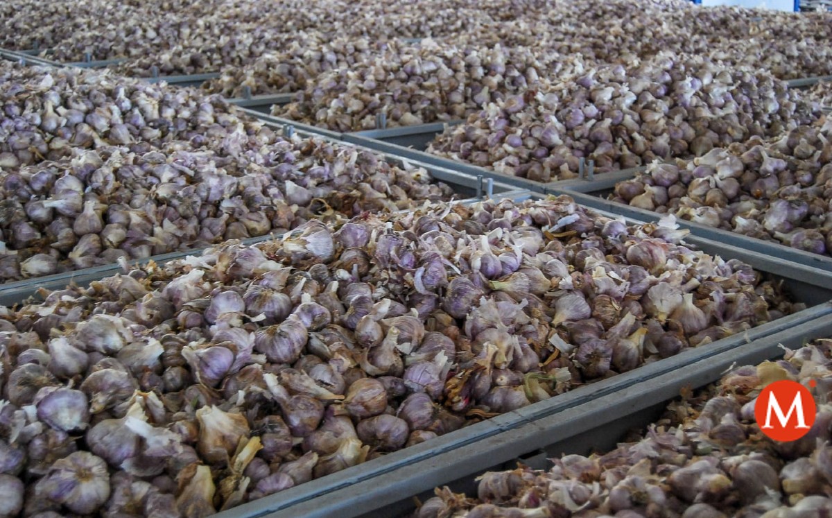 Producción de cebolla en Tamaulipas.