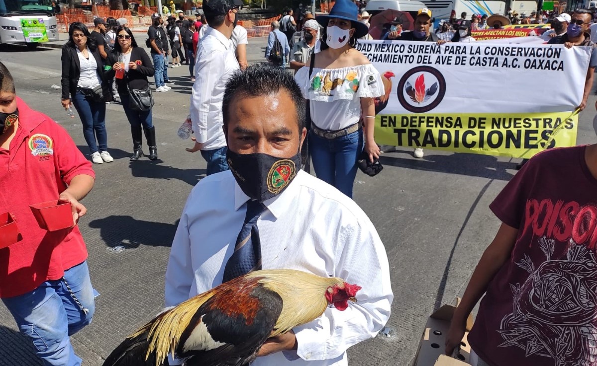 Los manifestantes piden que se les permita mantener las peleas de gallos. | César Velázquez