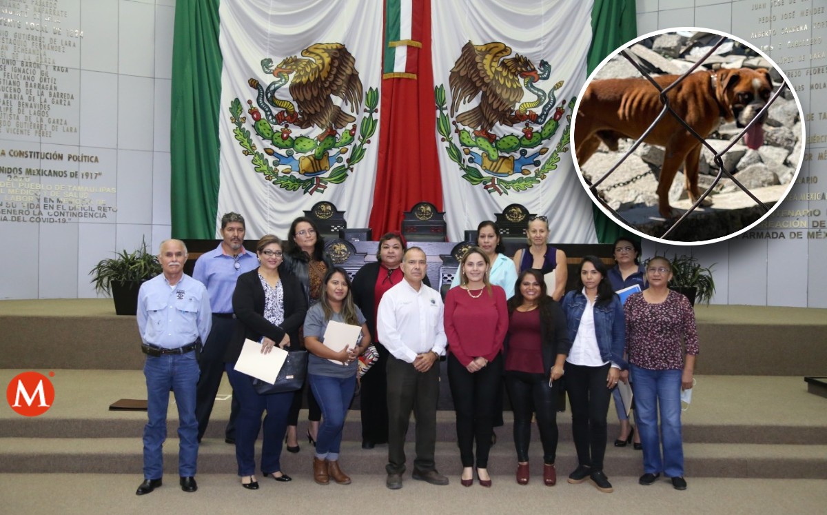 Avanza la figura de sanciones al maltrato animal en Tamaulipas