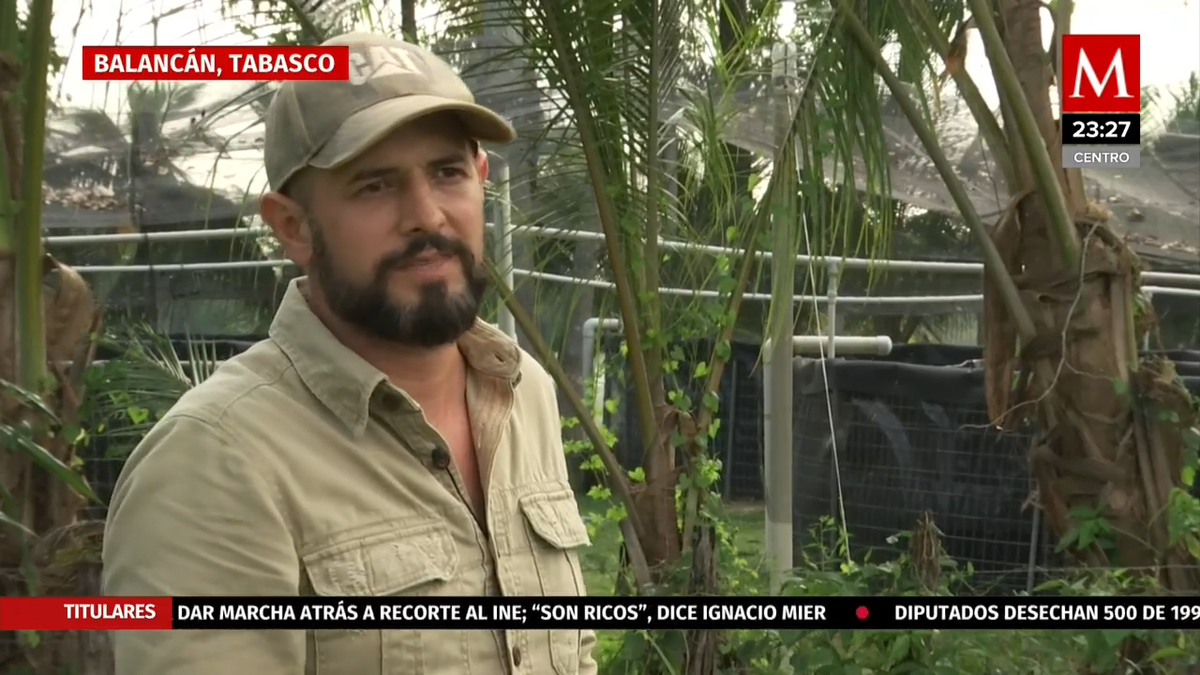 Manglar de Balancán se encuentra en riesgo por una granja acuícola