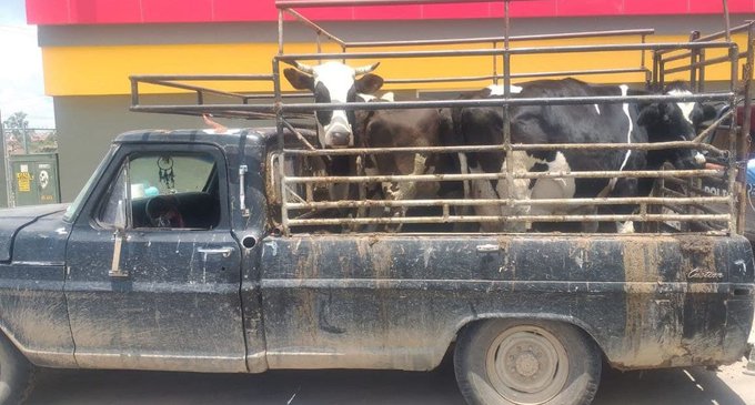 Delito de abigeato va a la baja (Cortesía)
