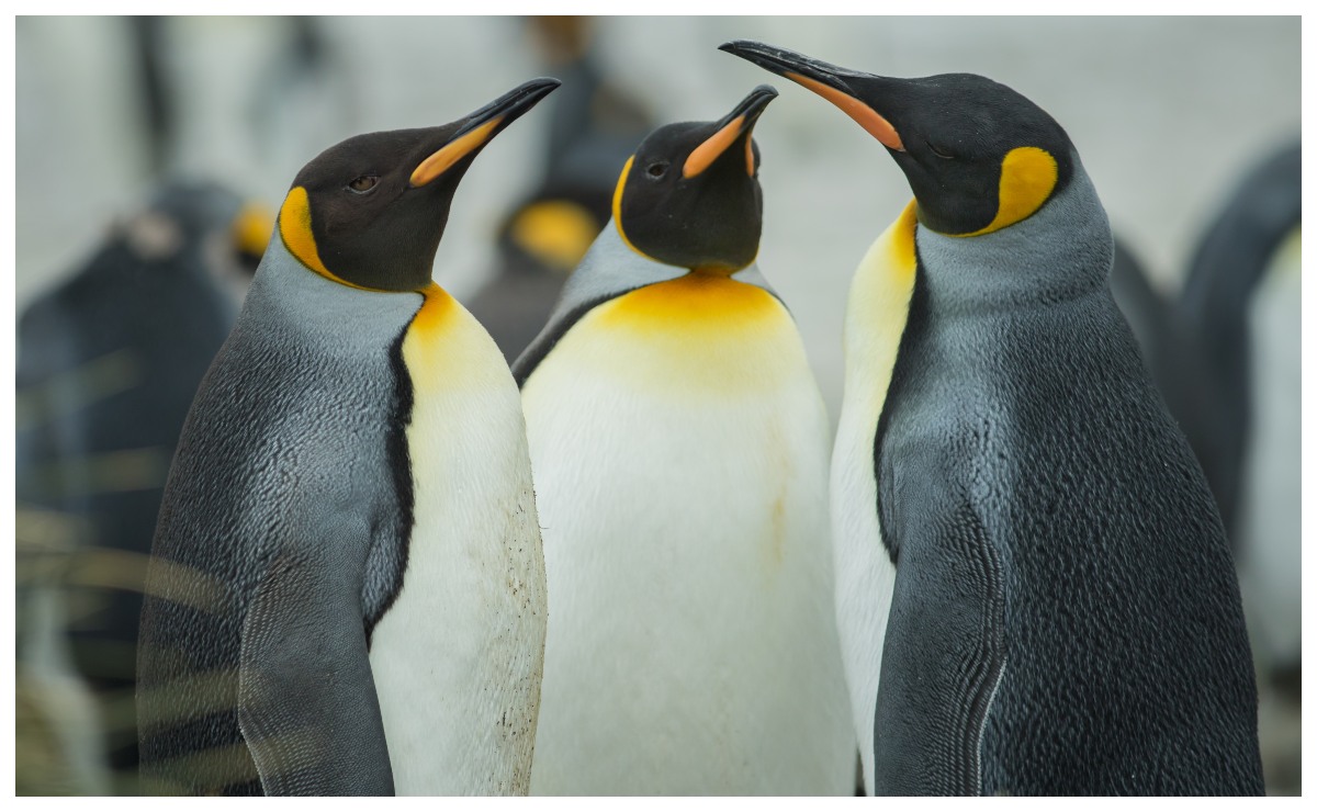 El hallazgo ha puesto en revelación una nueva arista sobre el origen de los pingüinos. | Archivo, Shutterstock