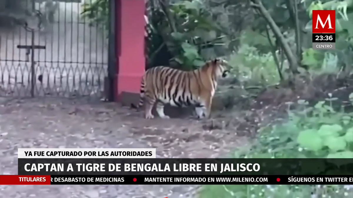 Jalisco: Captan tigre de bengala en Tapalpa