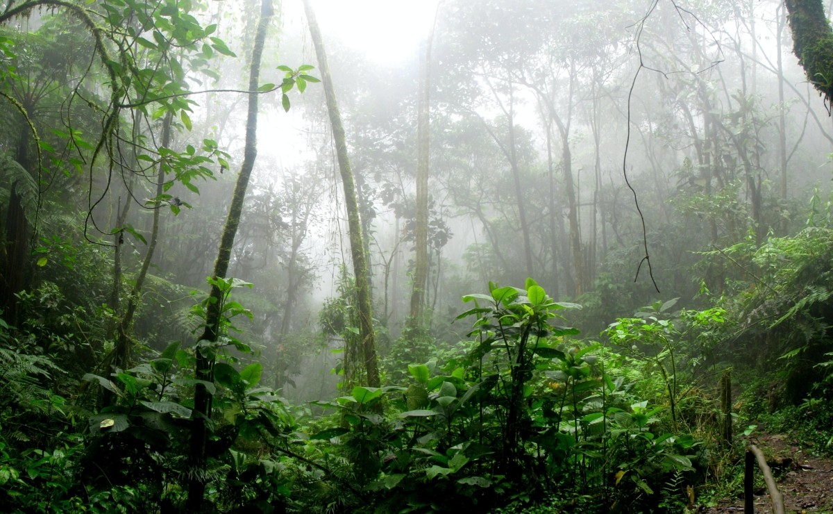 La selva de los Chimalapas fue invadida por Chiapas. (Especial)