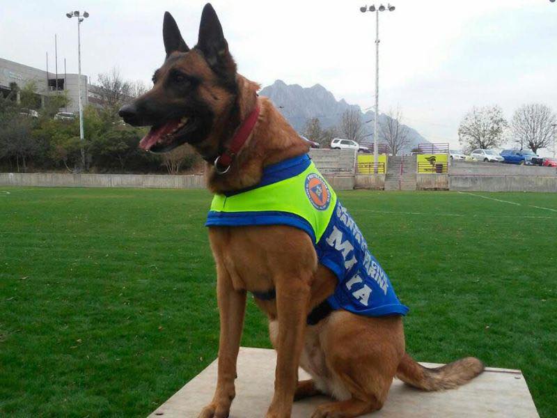 Maya, la perrita rescatista de Protección Civil Nuevo León. Foto: Especial.