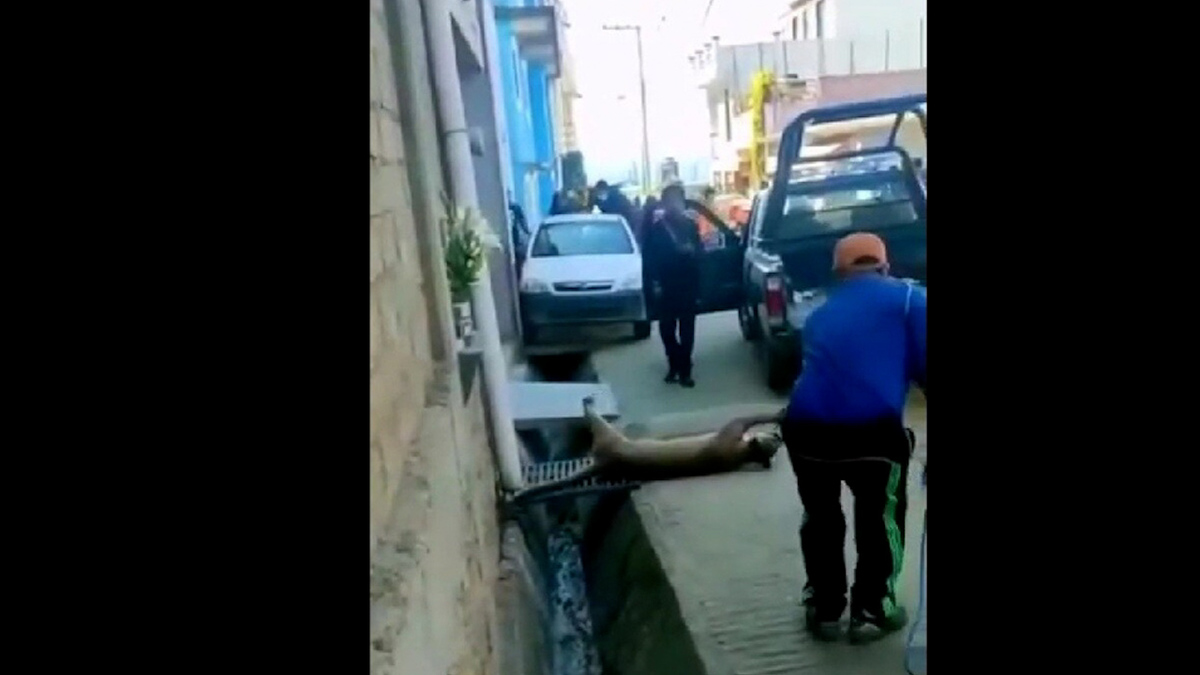 Captura a puma que ingresó a un domicilio en la zona mixe de Oaxaca