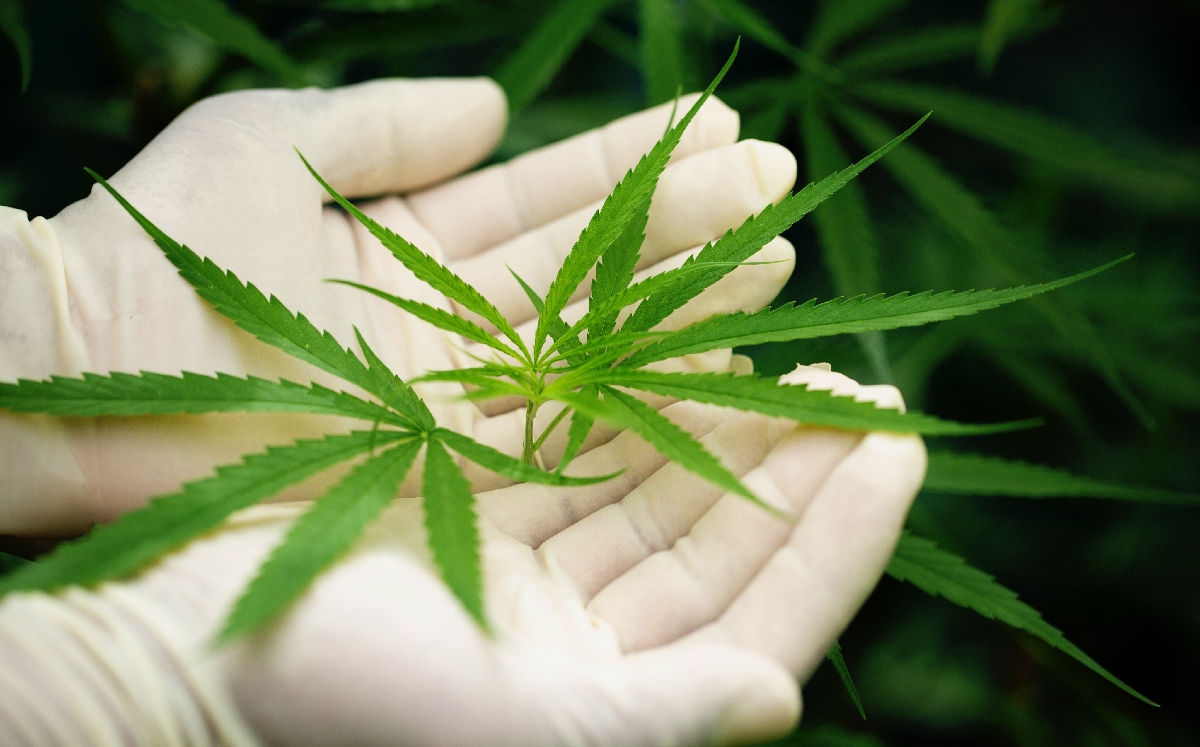 En 2019, la Suprema Corte ordenó regular el consumo lúdico de la mariguana. | Freepik