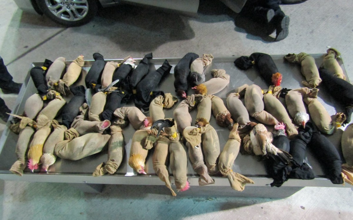 Decomisan 49 gallos de pelea y gallinas en frontera de Tamaulipas.
