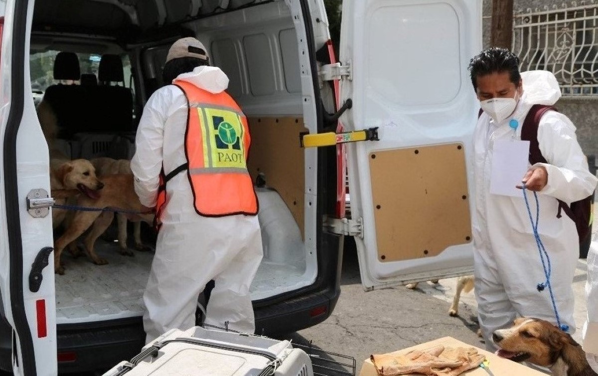La PAOT indicó que el rescate de los 27 perros ocurrió en septiembre del 2020. | Especial