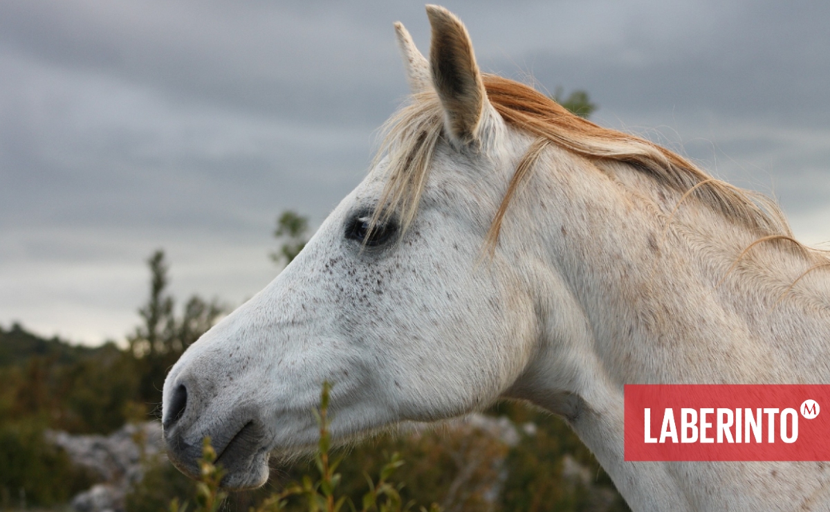 "Siento deseos de calentar tus manos de cristal  con las que acaricias el musculoso pecho  del caballo blanco...". (Foto: Pixabay)
