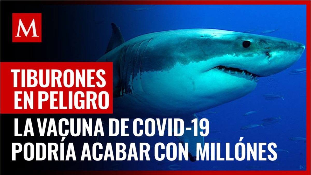 ¿Por qué la vacuna de covid-19 podría acabar con medio millón de tiburones?