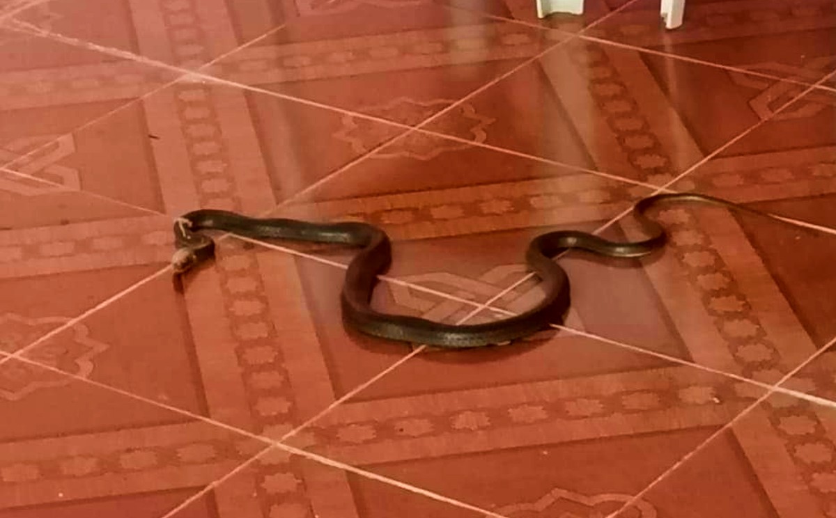 El animalito no es venenoso, dieron a conocer autoridades.