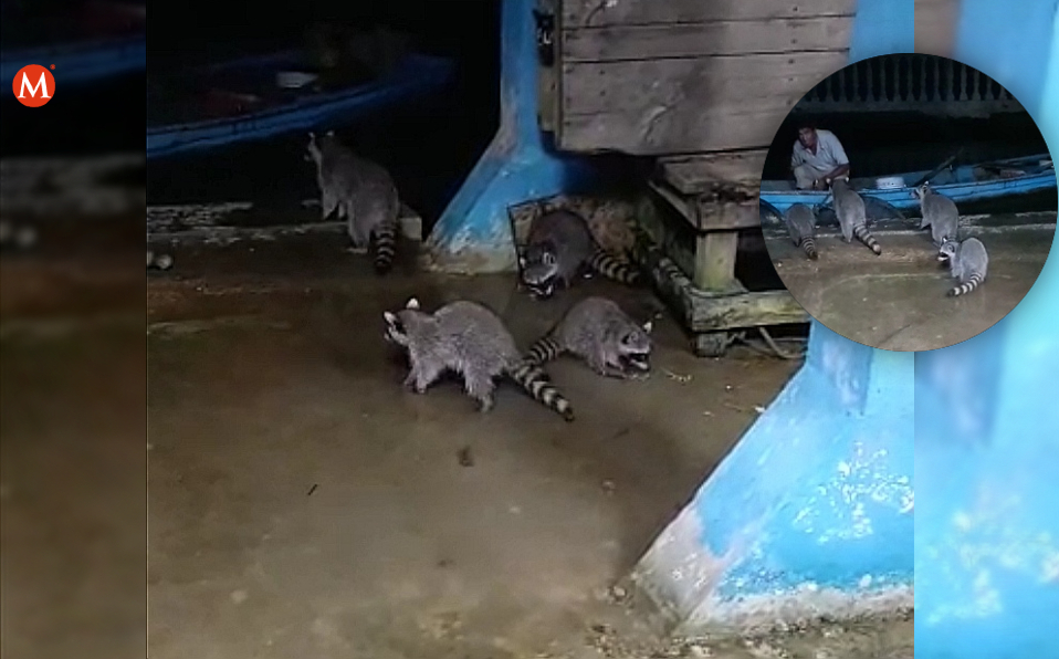 Mapaches han invadido cruce de lanchas