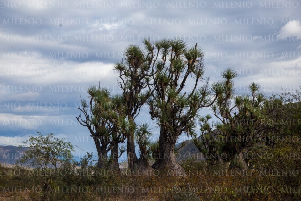 Reserva de la Biosfera Tehuacán-Cuicatlán | Andrés Lobato
