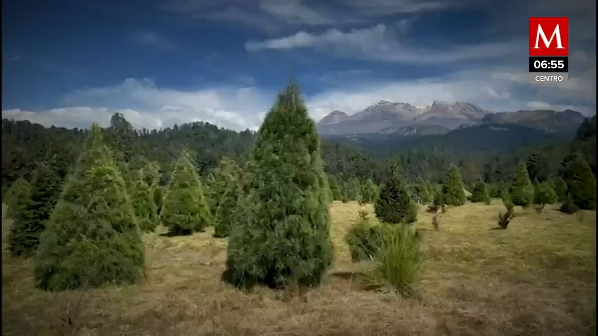 Personas acuden a bosques en el Estado de México para cortar arboles