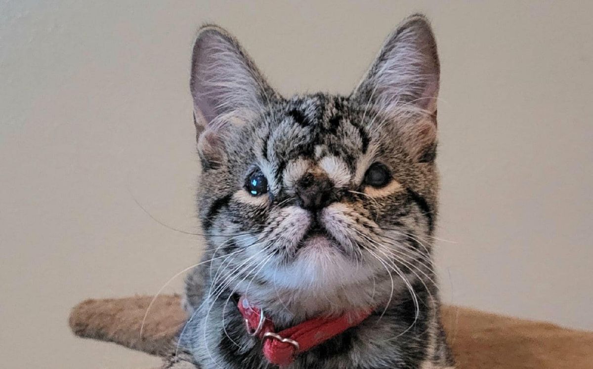 Kaya busca hogar (Especial).