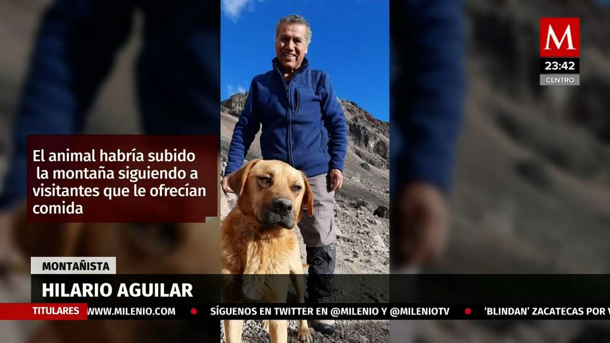 ¡Sobrevivió! Así fue el rescate de un perrito en el Pico de Orizaba