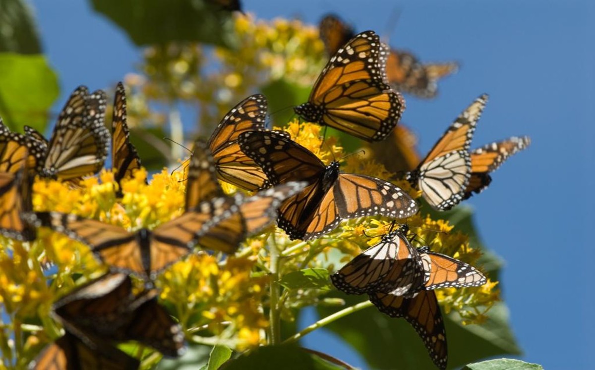 Mariposa Monarca en Michoacán