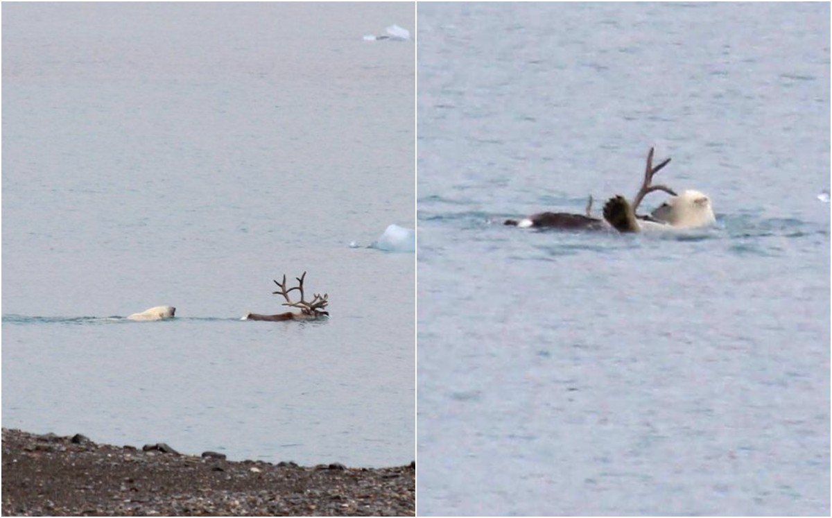 Captan por primera vez a un oso cazando un reno; atípico caso (Captura).