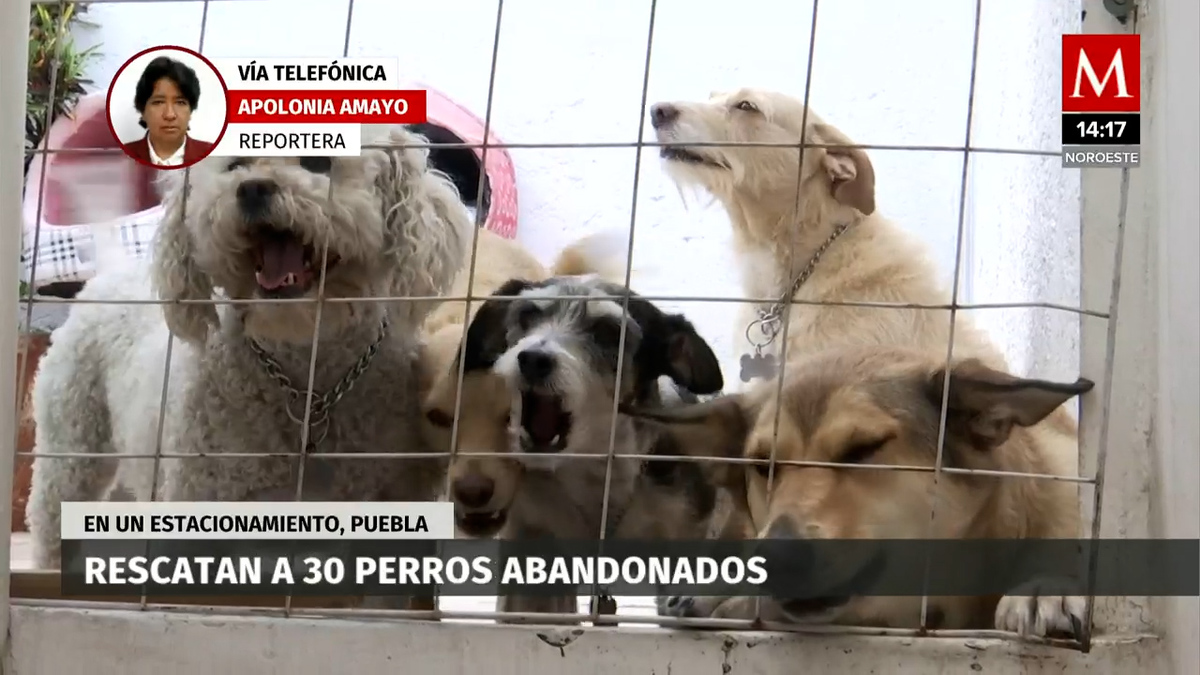 Rescatan a 30 perros abandonados en un estacionamiento de Puebla