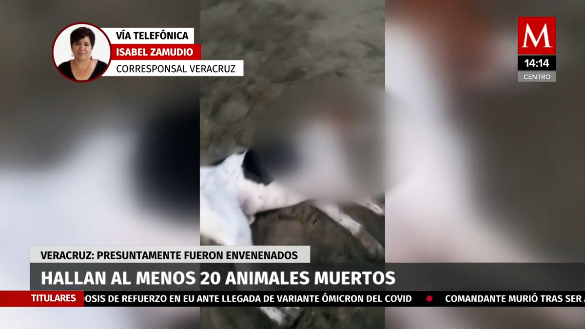En playa de Veracruz encuentran 20 animales muertos por envenenamiento