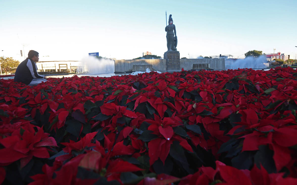 Flores de nochebuena en la glorieta Minerva de Guadalajara (Fernando Carranza)