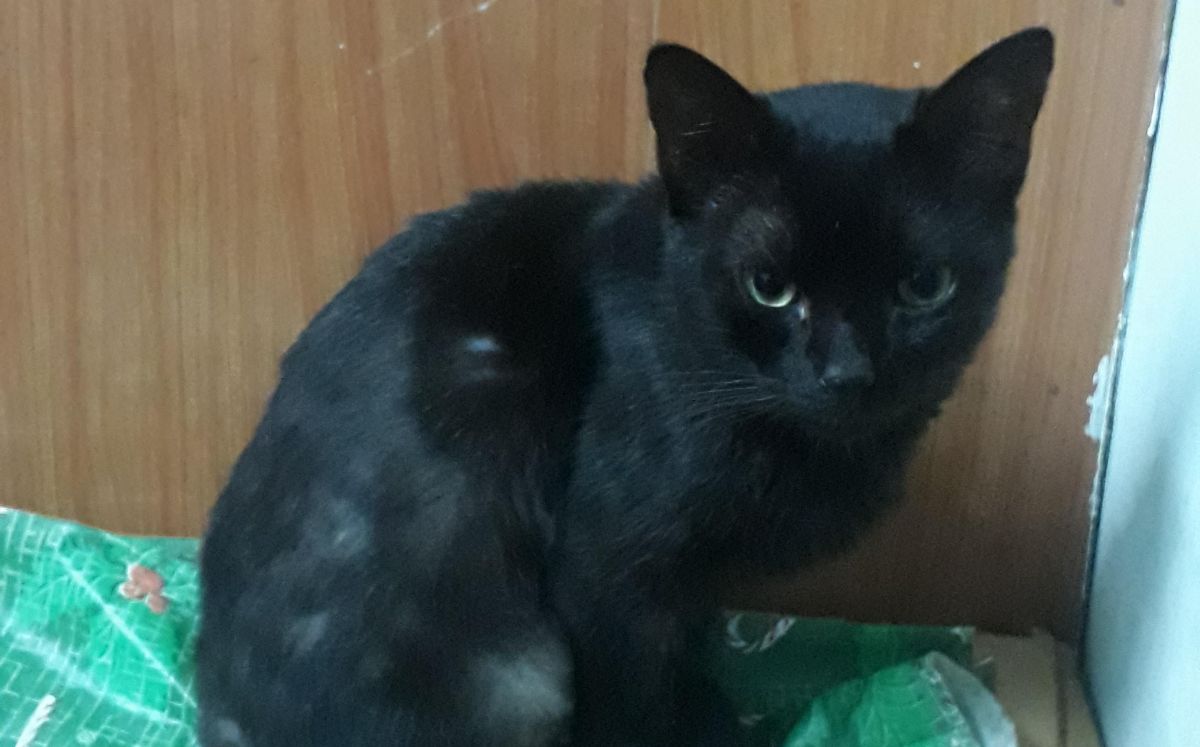 Raven, el gatito que intentó ser alejado de su casa (Reddit).