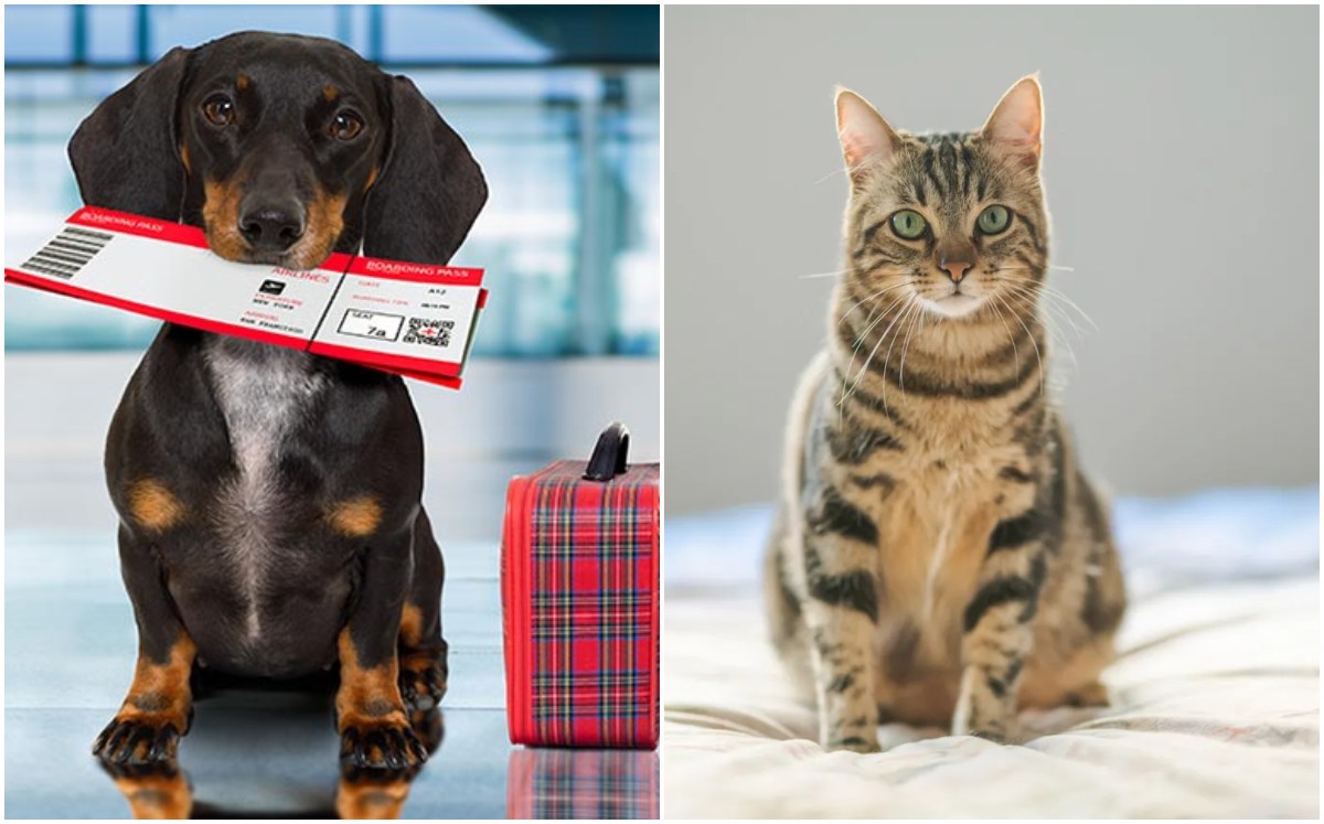 Ley busca que mascotas viajen con sus dueños en aviones