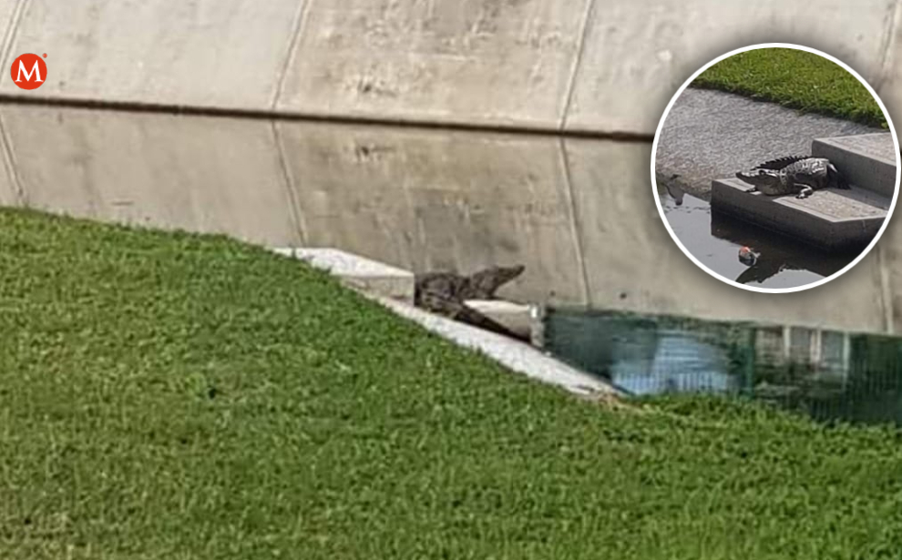 Cocodrilo salen a pasear en Tampico (Jesús Alberto García)
