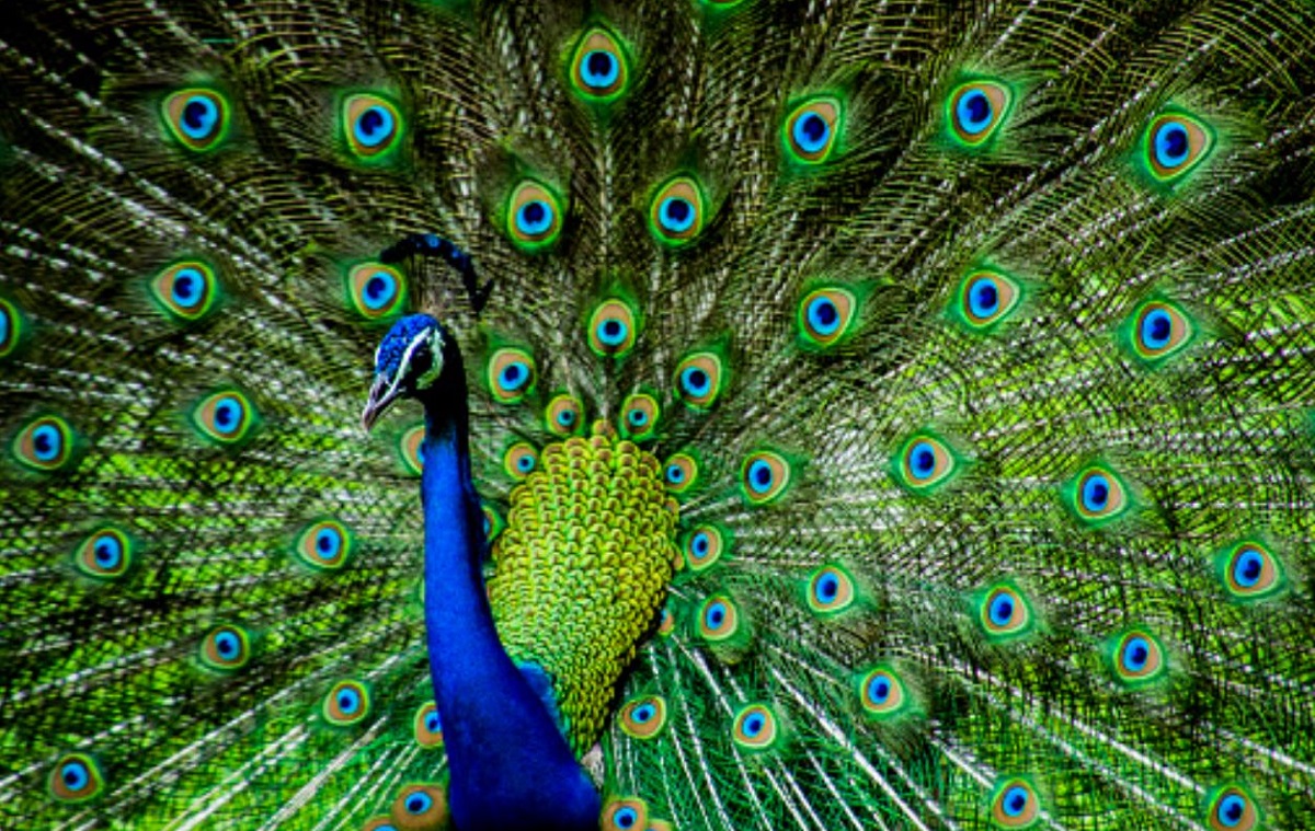 Los vecinos se quejan del exceso de ruido y el excremento de las aves. | Especial