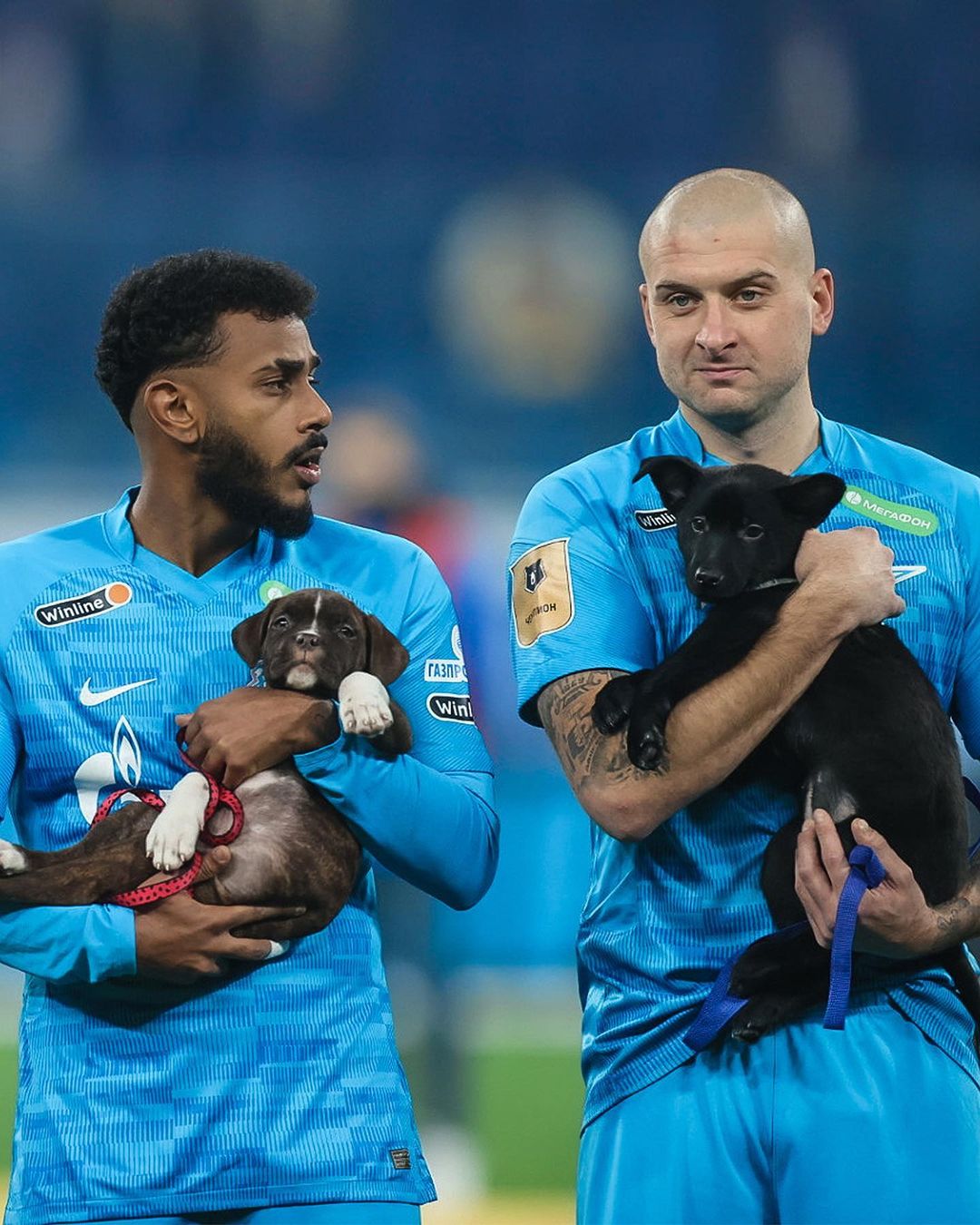 ¡Lo más tierno que verás! Jugadores del Zenit salen a la cancha con perros que buscan hogar (Instagram)