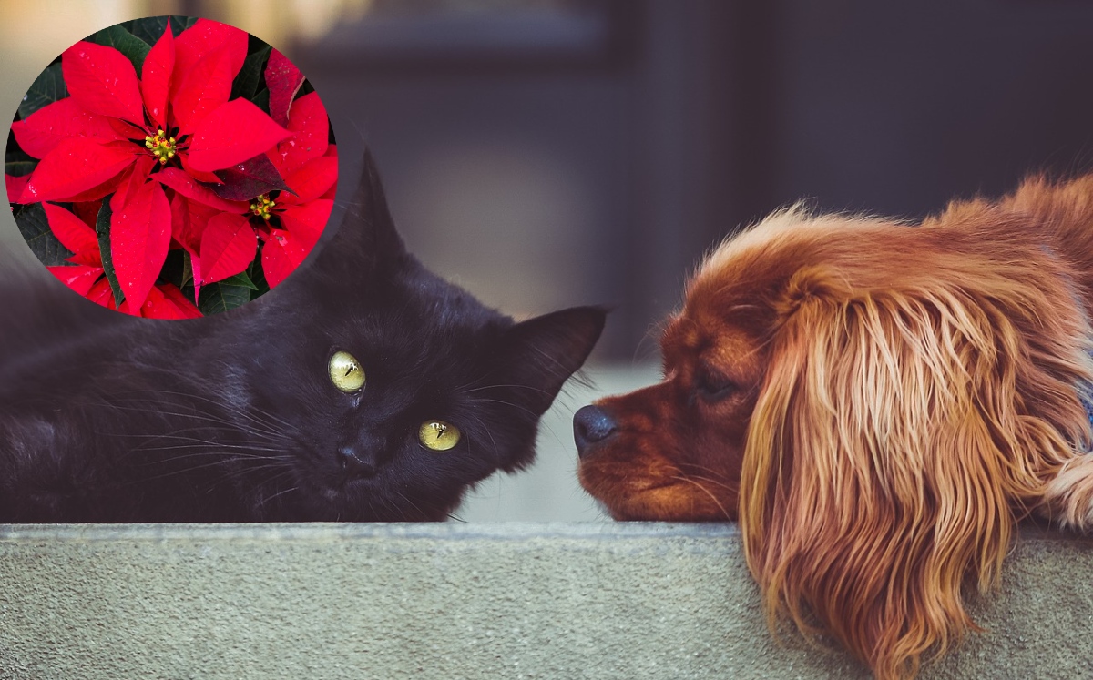 Te decimos por qué debes tener cuidado con tus mascotas si tienes esta flor en tu casa (Shutterstock/Pixabay).