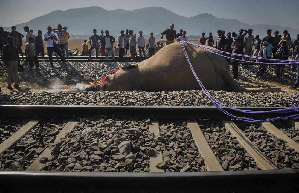 Elefantes atropellados en Assam, India. (AP)