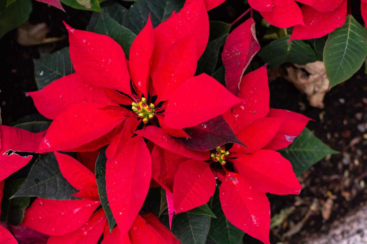 Así es la flor de nochebuena