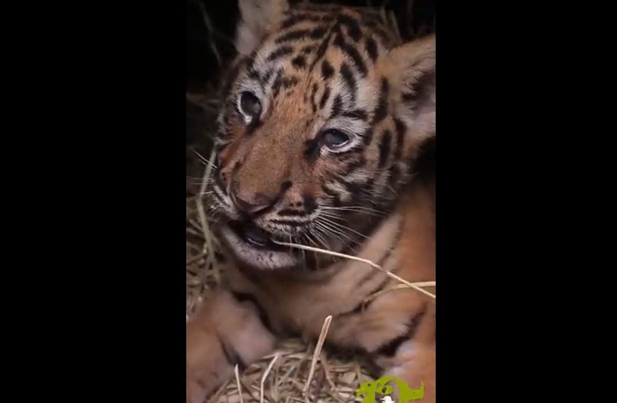 Se informó que es un tigre macho. (Captura de pantalla)