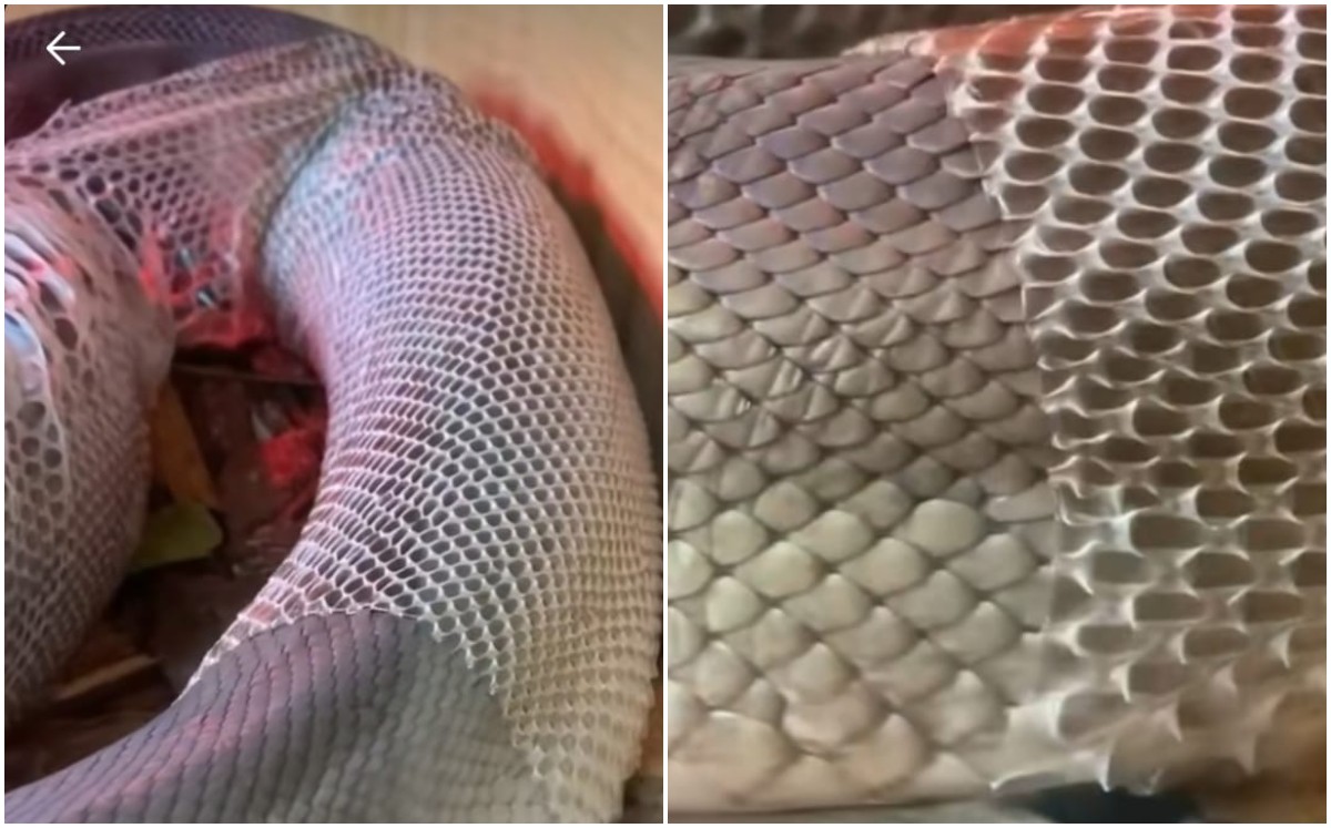Serpiente mudando de piel se hace viral (Captura)