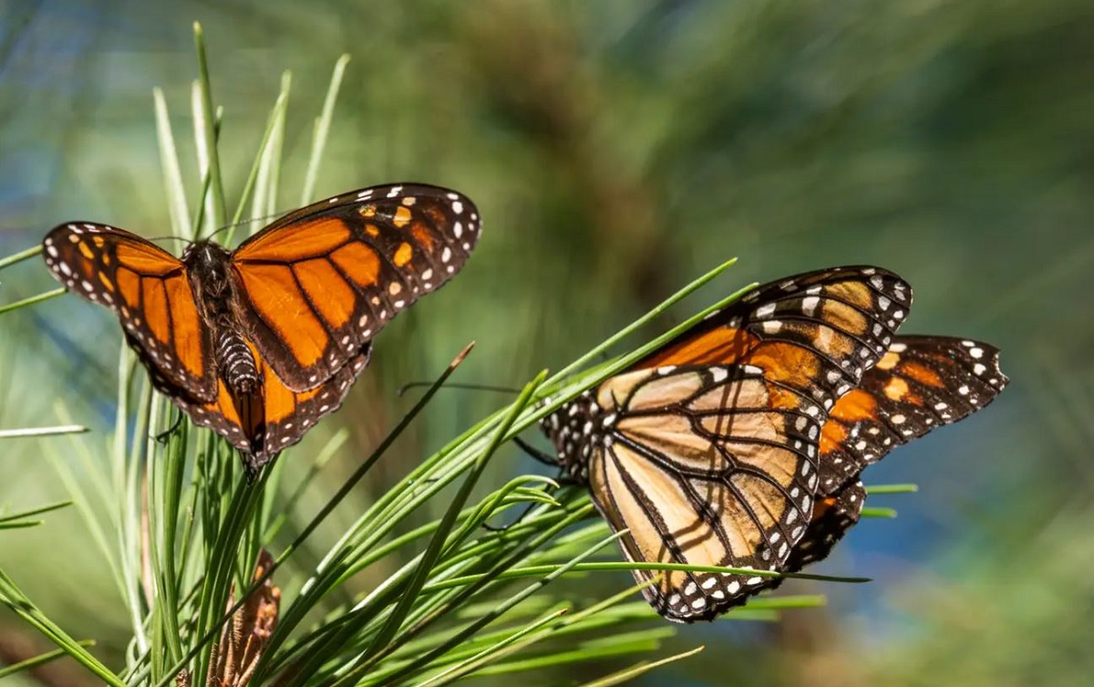 Mariposas monarca en California. | AP