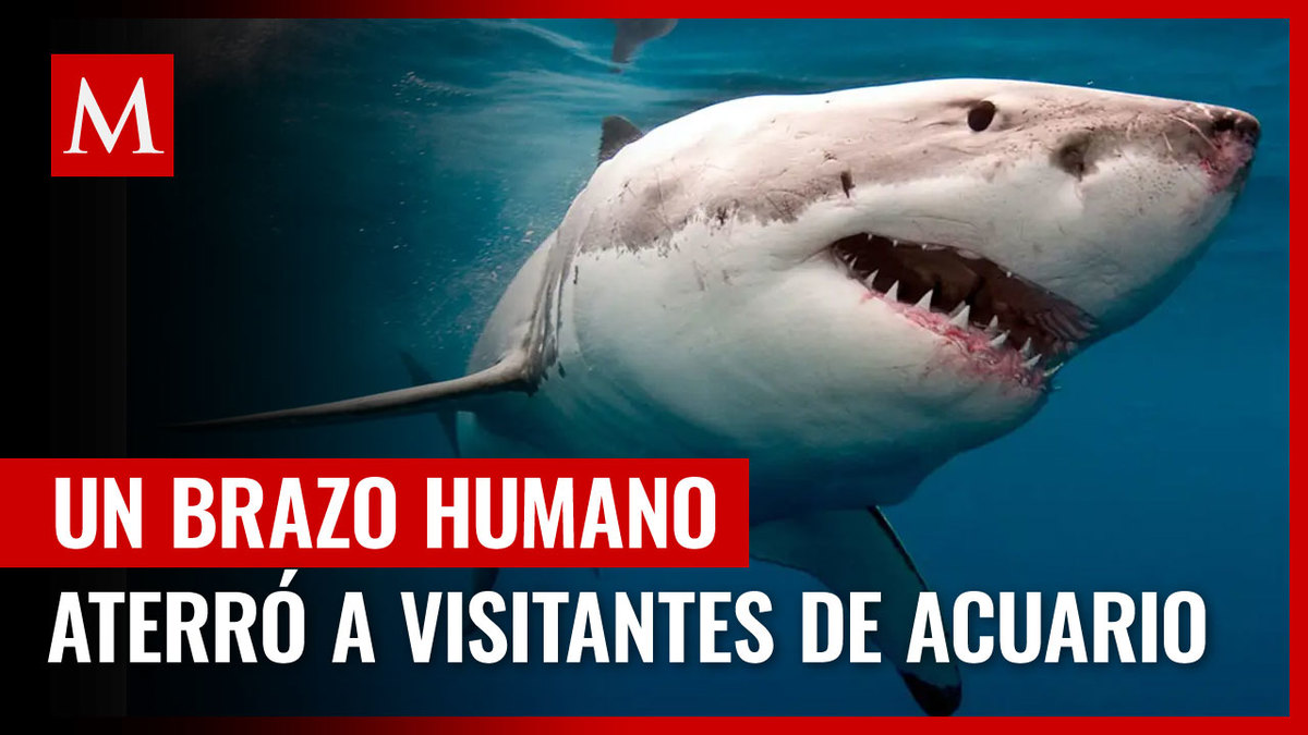 Australia. Tiburón vomita brazo humano y aterra a personas en acuario
