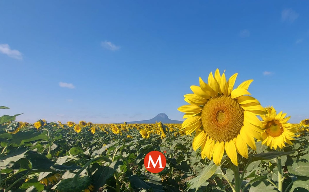 Campo de girasoles en González, Tamaulipas. (Salma Navarro)