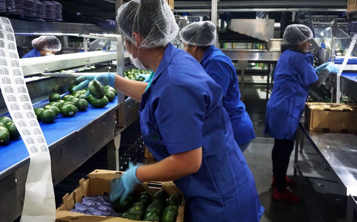 Jalisco exporta aguacate a 29 naciones, entre las que destacan Canadá, Japón, además de la Unión Europea. | Especial