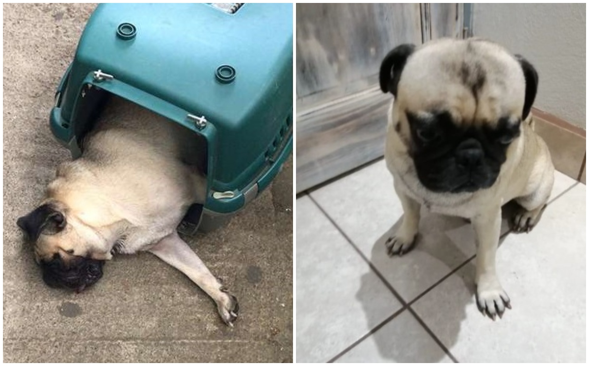 Perro pug muere tras permanecer cinco horas en el maletero de un camión | Especial