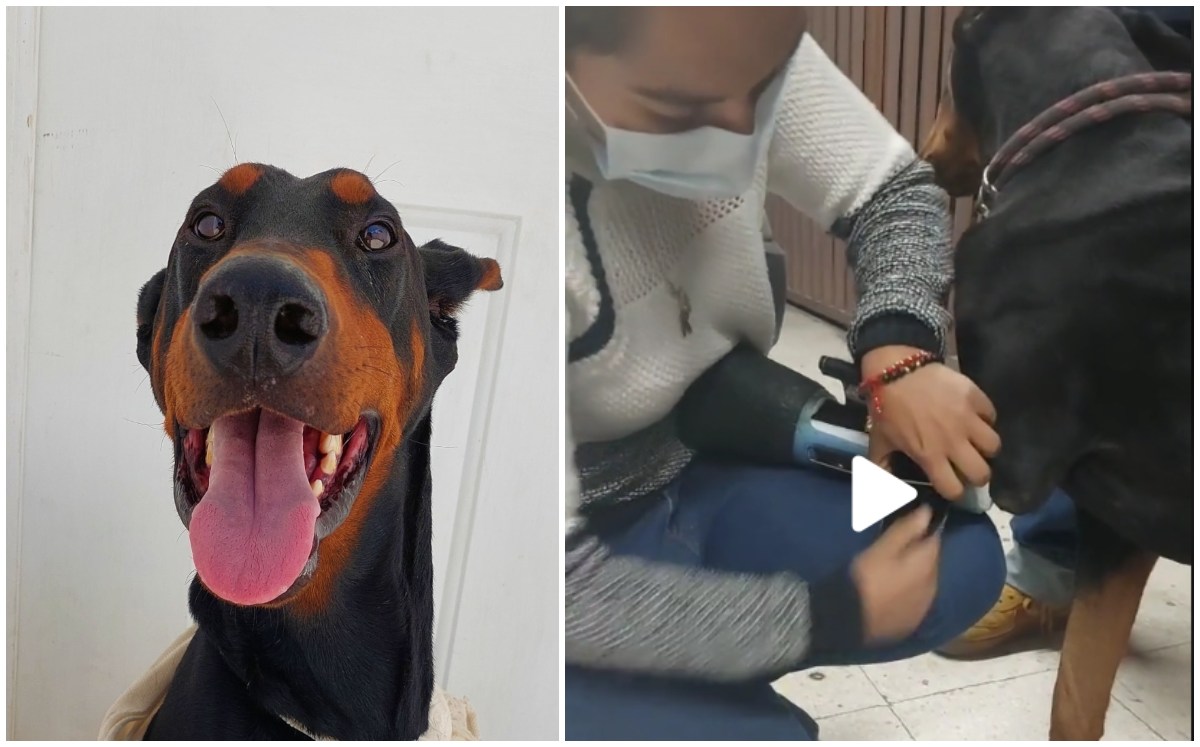 Doberman recibe prótesis nueva . Captura