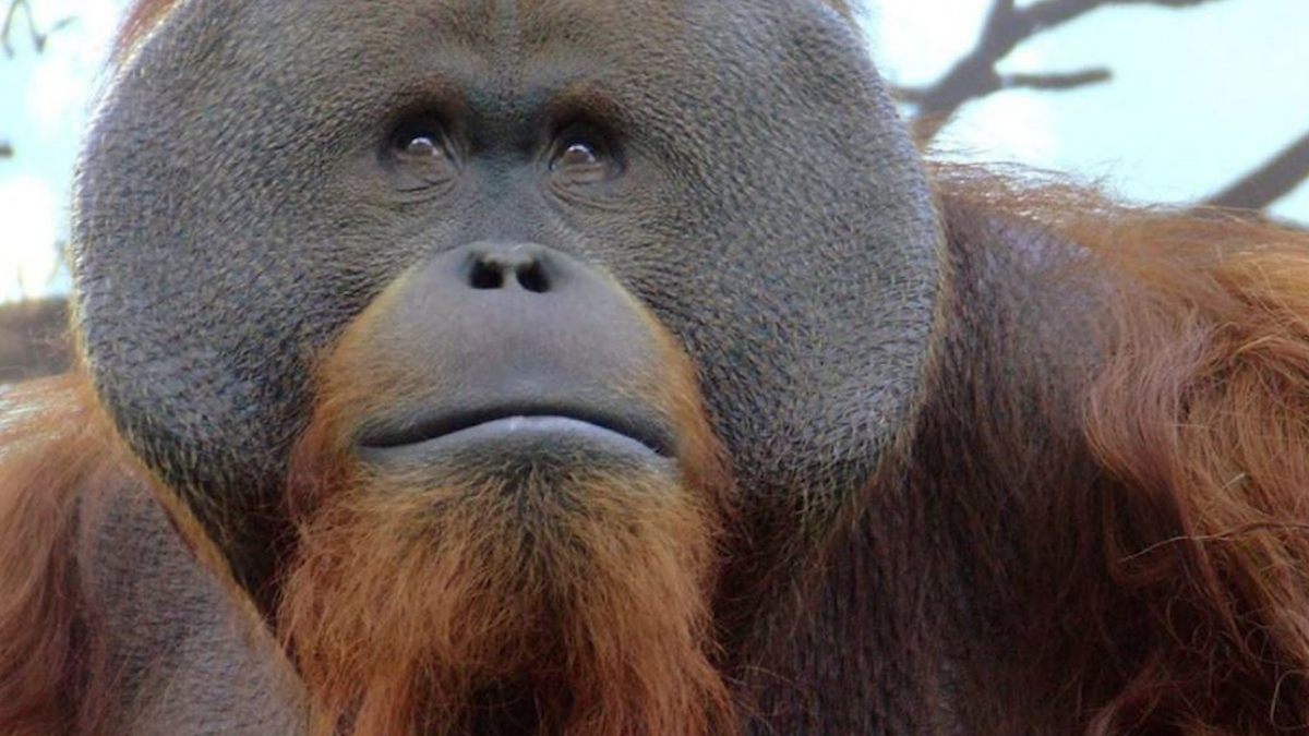 Murió Toto, orangután que habitaba en el Zoológico de Chapultepec, a los 29 años
