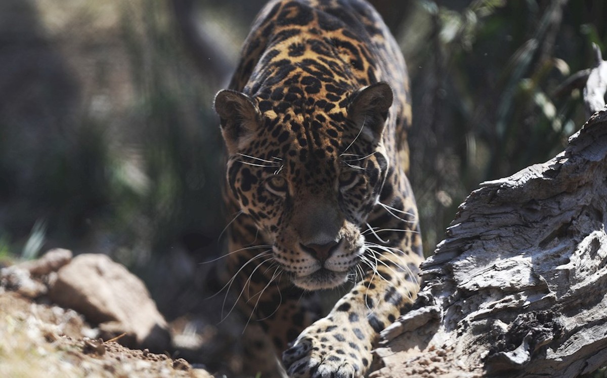 Con este santuario, las posibilidades de la especie para sobrevivir en México aumentan considerablemente. (EFE)