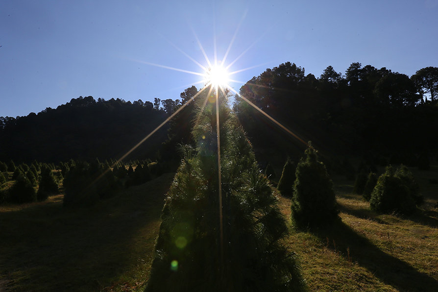 El Bosque Esmeralda es considerada por la Unesco como Reserva de la Biosfera los Volcanes, además alberga gran variedad de flora y fauna.| Ariel Ojeda