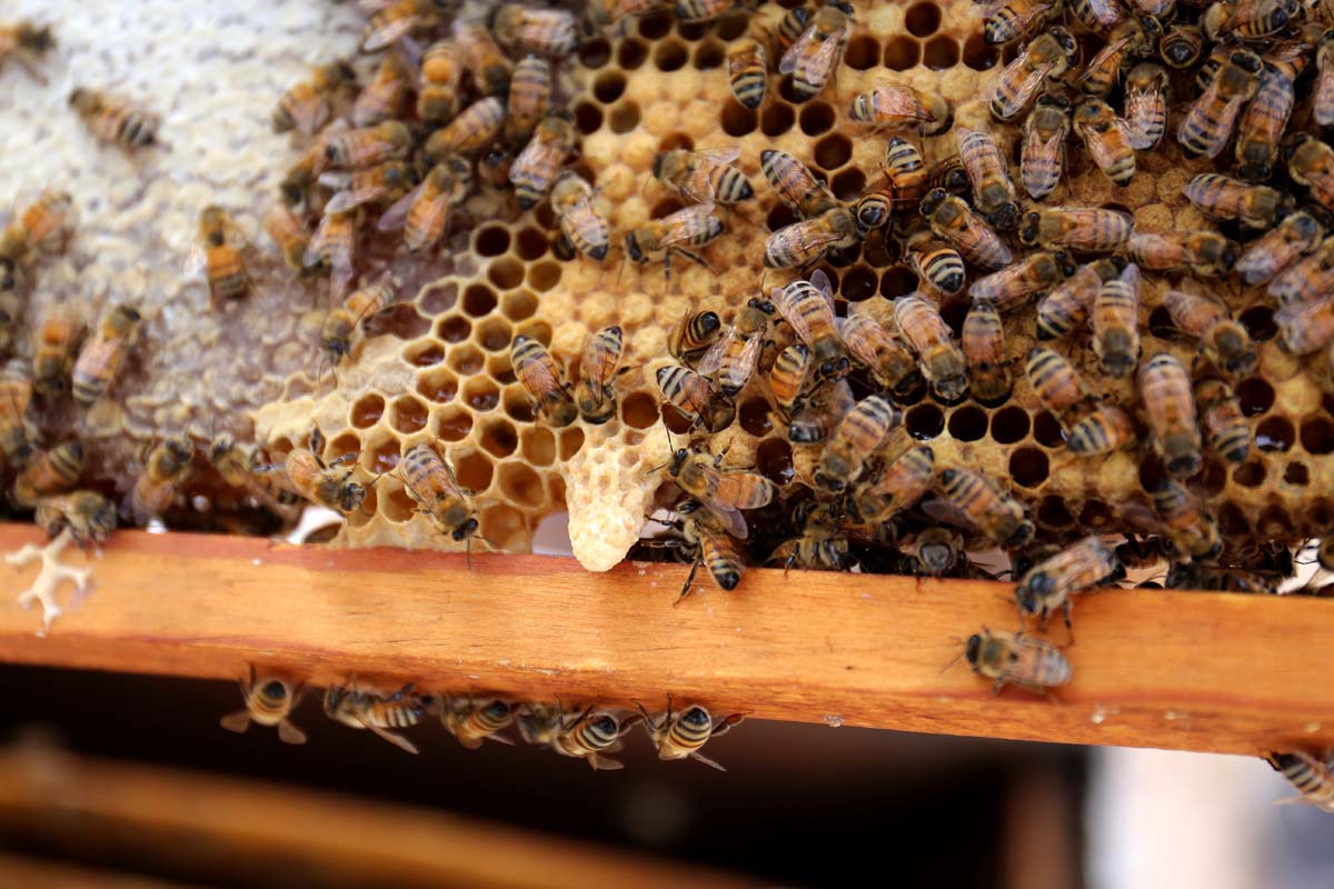 Abejas. (Rolando Riestra)