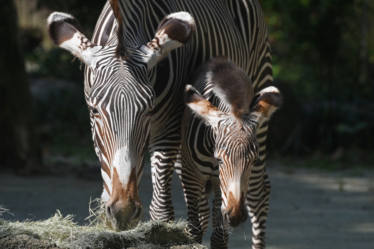 Dos cebras escapan de una granja de animales exóticos en Maryland (AFP)